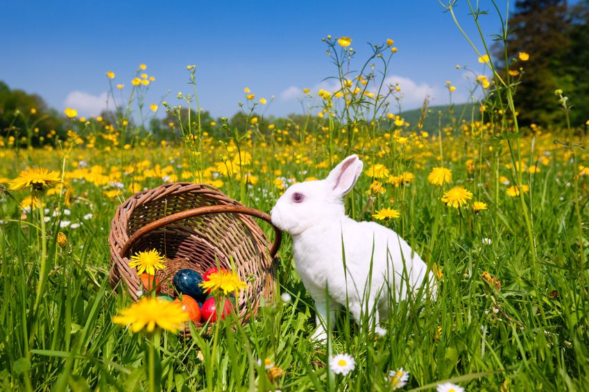 Eier, Hasen und die Auferstehung?